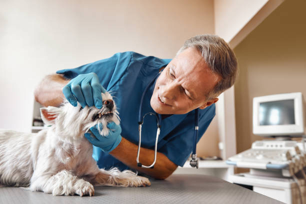 Best Mobile Emergency Dentist in Rainbow, CA